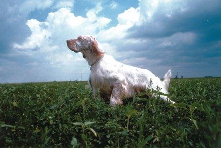 1439543065-1361374448-setter-inglese-ferma