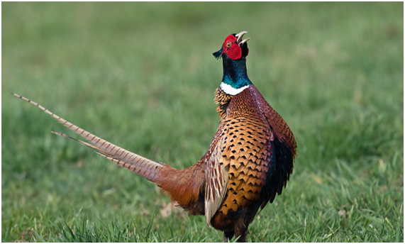 FORNITURA DI GALLIFORMI (FAGIANI) – MANIFESTAZIONE DI INTERESSE