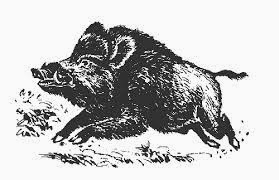 Ammissione con riserva delle squadre di caccia al cinghiale in braccata e girata – art. 7, comma 2, Disciplinare per la stagione venatoria 2024-2025.