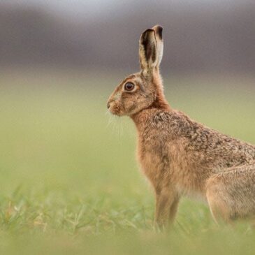 Campagna ripopolamenti 2022 dell’A.T.C. FR1 della specie lepre