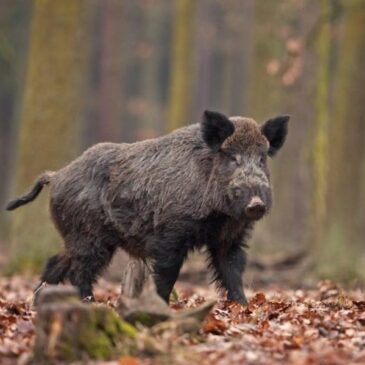 Caccia al cinghiale: iscrizioni squadre