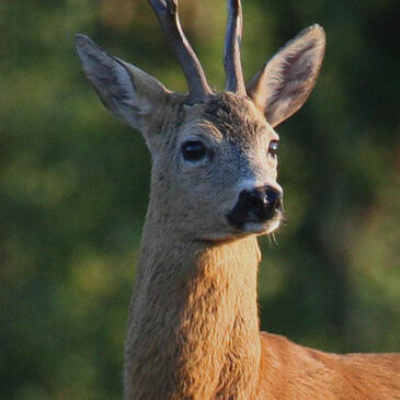 Piano di gestione della specie capriolo nei distretti di gestione dell’ATC FR1 – stagione venatoria 2024/2025