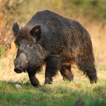 Nuovo Disciplinare per la caccia al cinghiale 2025/2026
