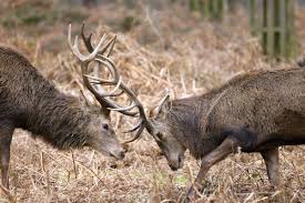 GIORNATA DI ASCOLTO, OSSERVAZIONE E MONITORAGGIO DELLA SPECIE CERVO