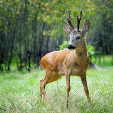 Piano di gestione della specie capriolo nei distretti di gestione dell’ATC FR1 – stagione venatoria 2026/2027