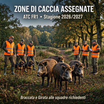 Caccia al cinghiale: pubblicate le assegnazioni e avvio tabellazione per la stagione venatoria 2026/2027