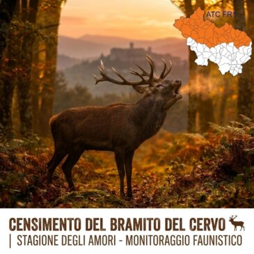 Monitoraggio del Cervo al Bramito in Val di Comino: i risultati del censimento dell’ATC FR1